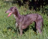 Grey Hound