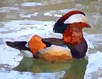 Mandarin Duck