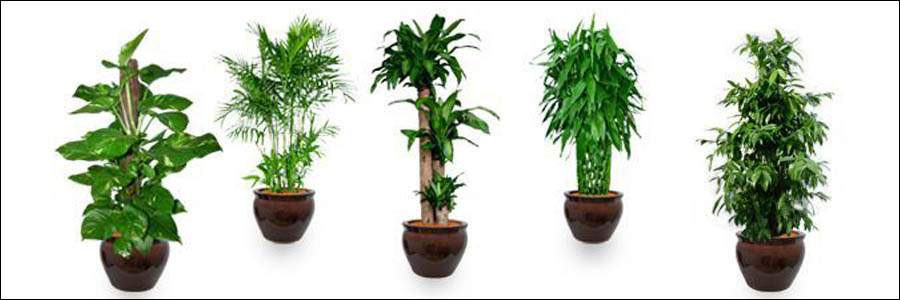 Plants indoor