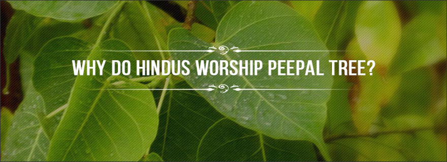  Peepal Tree