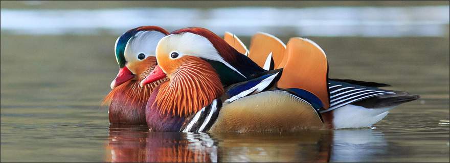 mandarin-ducks