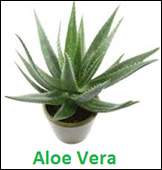 Aloe-Vera