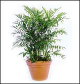 Bamboo-palm