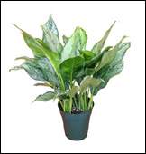 Chinese-evergreen