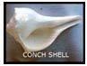 conch-shells