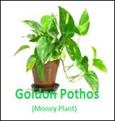 Golden-pothos