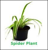 Spider-plant