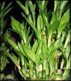 cure-vaastu-5