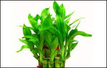 Bamboo-Plant